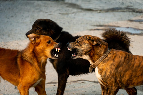 zwei aggressive Hunde