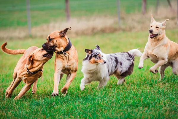 Erziehung für Erwachsene Hunde